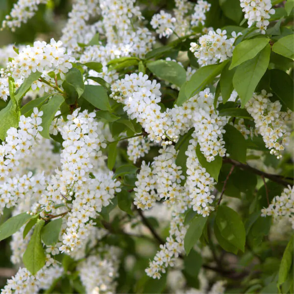 Prunus padus - Bird Cherry - Image 4