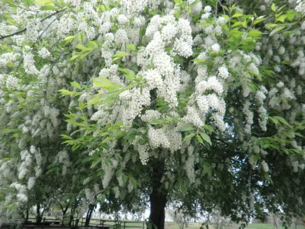 Prunus padus - Bird Cherry - Image 5