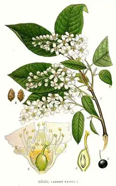 Prunus padus - Bird Cherry - Image 6