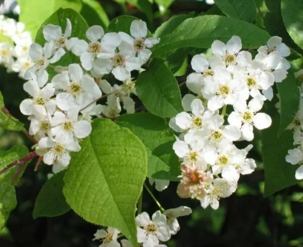 Prunus padus - Bird Cherry - Image 7