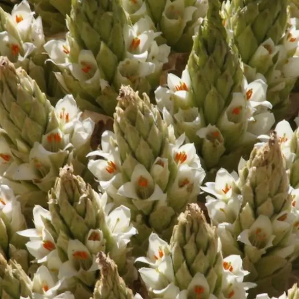 Puya raimondii - Queen Of The Bromeliads, Queen Of The Andes, Titanka, Titanca, Bromeliad Raimond