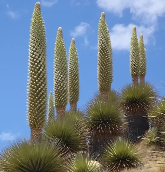 Puya raimondii - Queen Of The Bromeliads, Queen Of The Andes, Titanka, Titanca, Bromeliad Raimond - Image 3