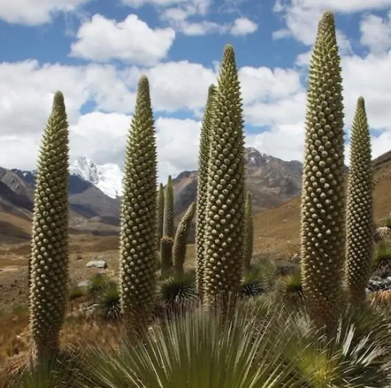 Puya raimondii - Queen Of The Bromeliads, Queen Of The Andes, Titanka, Titanca, Bromeliad Raimond - Image 4