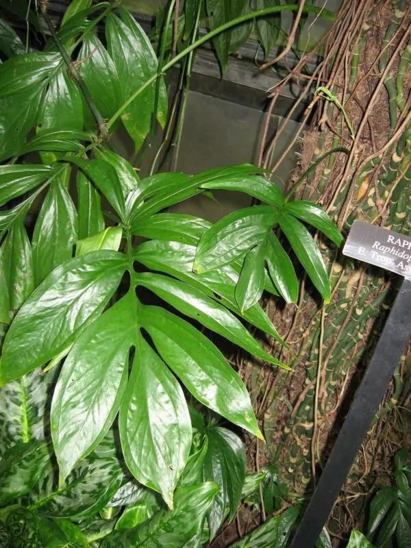 Rhaphidophora decursiva - Creeping Philodendron - Image 5