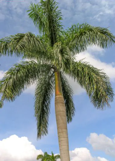 Roystonea regia - Cuban Royal Palm