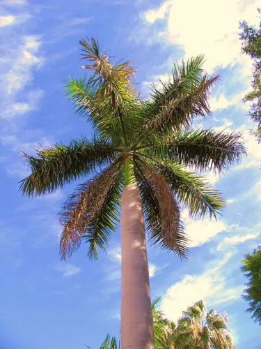 Roystonea regia - Cuban Royal Palm - Image 3