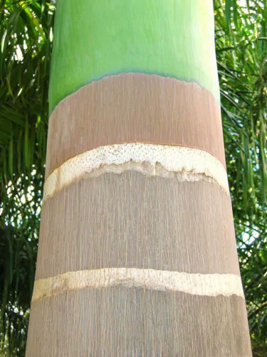 Roystonea regia - Cuban Royal Palm - Image 4