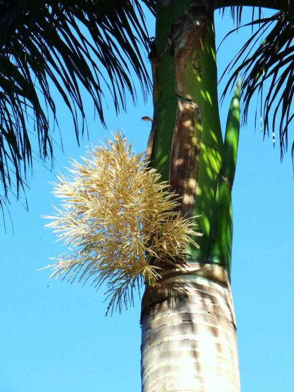 Roystonea regia - Cuban Royal Palm - Image 5