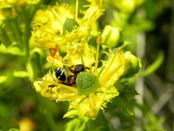 Ruta graveolens - Common Rue - Image 4