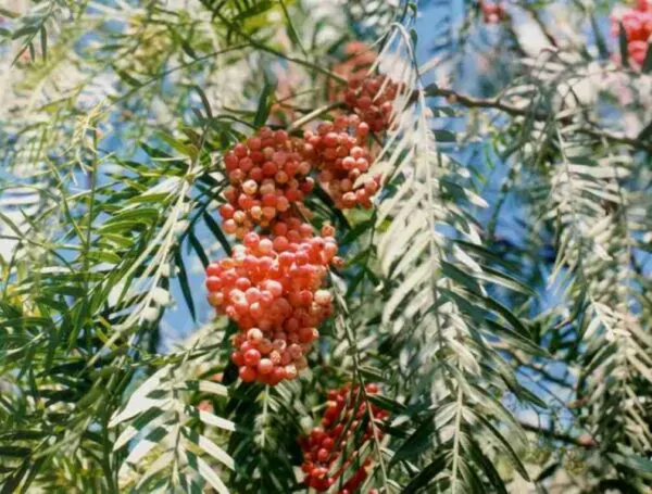 Schinus molle - Peruvian Pepper, False Pepper