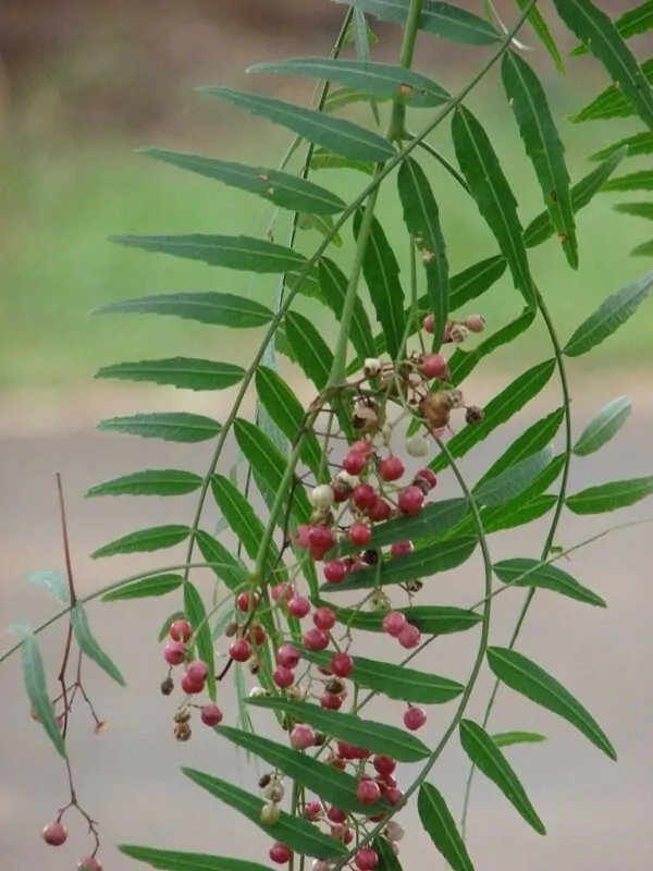 Schinus molle - Peruvian Pepper, False Pepper - Image 3