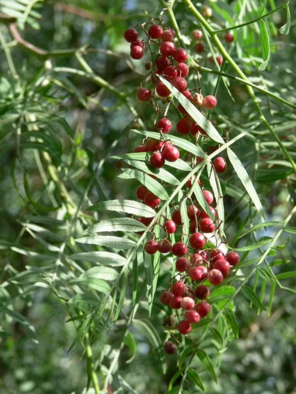 Schinus molle - Peruvian Pepper, False Pepper - Image 6