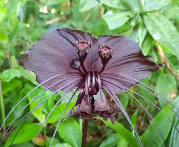 Tacca chantrieri / Schizocapsa breviscapa - Black Bat Flower, Black Orchid, Bat Flower - Image 2