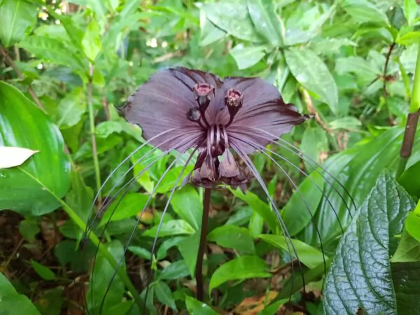 Tacca chantrieri / Schizocapsa breviscapa - Black Bat Flower, Black Orchid, Bat Flower - Image 3