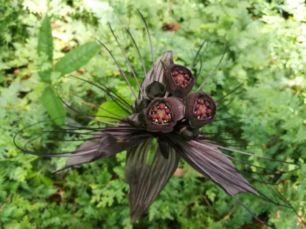 Tacca chantrieri / Schizocapsa breviscapa - Black Bat Flower, Black Orchid, Bat Flower - Image 4