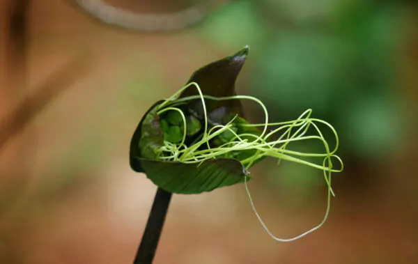 Tacca chantrieri / Schizocapsa breviscapa - Black Bat Flower, Black Orchid, Bat Flower - Image 5