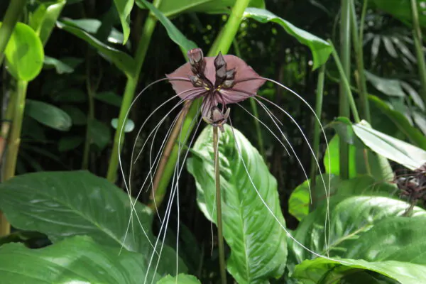 Tacca chantrieri / Schizocapsa breviscapa - Black Bat Flower, Black Orchid, Bat Flower - Image 7