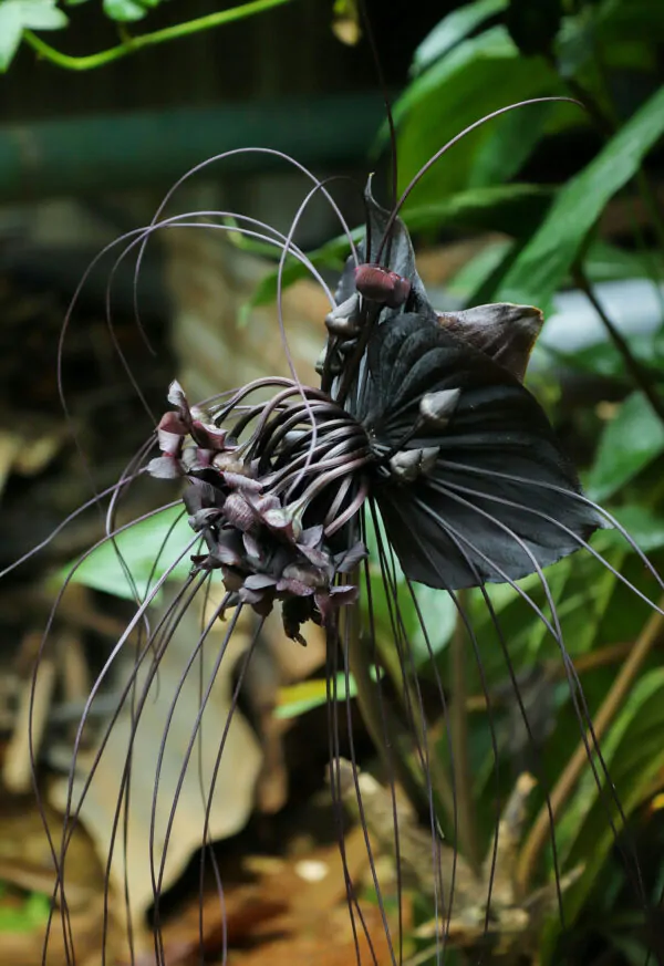 Tacca chantrieri / Schizocapsa breviscapa - Black Bat Flower, Black Orchid, Bat Flower - Image 8