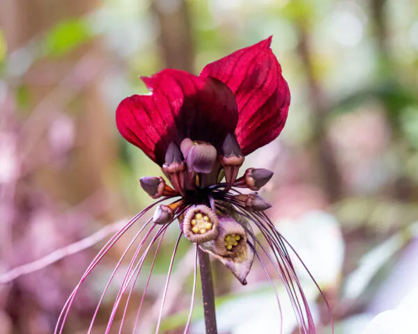 Tacca chantrieri / Schizocapsa breviscapa - Black Bat Flower, Black Orchid, Bat Flower - Image 9