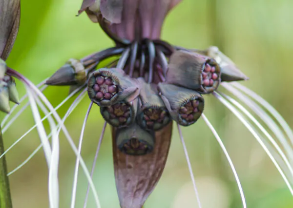 Tacca chantrieri / Schizocapsa breviscapa - Black Bat Flower, Black Orchid, Bat Flower - Image 10