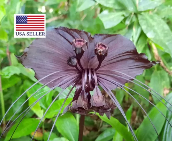 Tacca chantrieri / Schizocapsa breviscapa - Black Bat Flower, Black Orchid, Bat Flower - Image 12