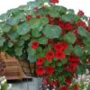 Tropaeolum majus Single Red - - Image 9