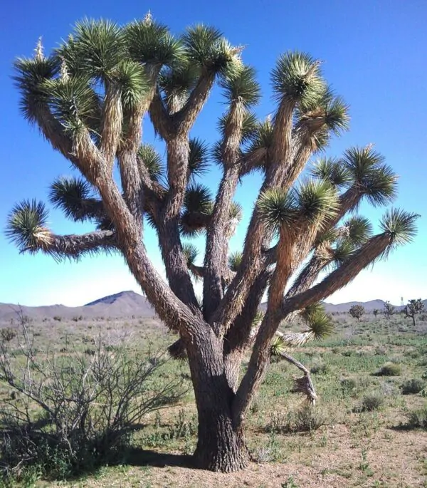 Yucca brevifolia - Hardy Joshua Tree Yucca