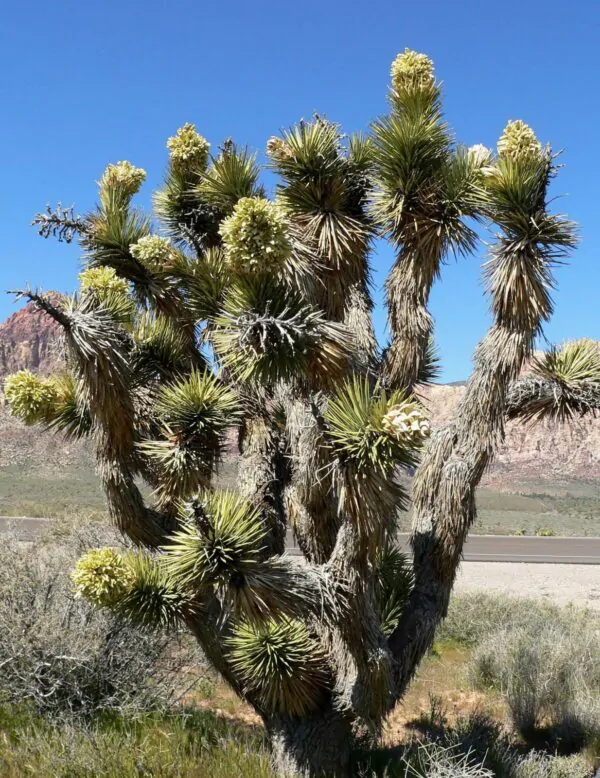 Yucca brevifolia - Hardy Joshua Tree Yucca - Image 2