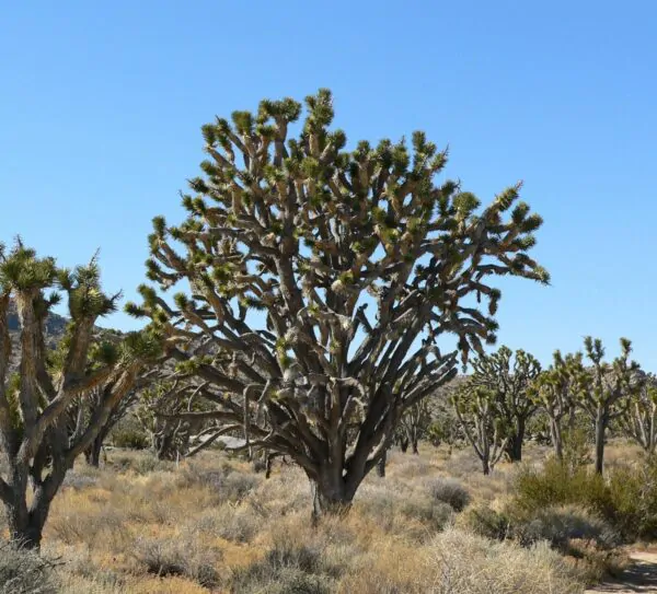 Yucca brevifolia - Hardy Joshua Tree Yucca - Image 3