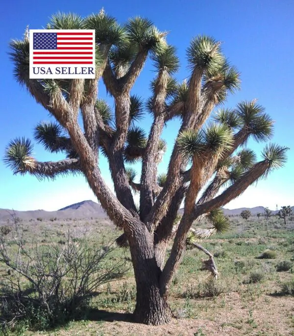 Yucca brevifolia - Hardy Joshua Tree Yucca - Image 4