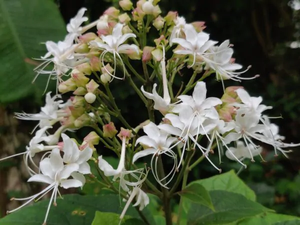 Clerodendrum infortunatum / Clerodendrum viscosum / Clerodendrum calycinum - Bhat, Hill Glory Bower