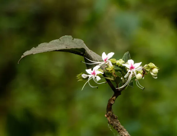 Clerodendrum infortunatum / Clerodendrum viscosum / Clerodendrum calycinum - Bhat, Hill Glory Bower - Image 2