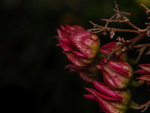 Clerodendrum infortunatum / Clerodendrum viscosum / Clerodendrum calycinum - Bhat, Hill Glory Bower - Image 3