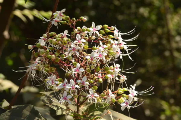 Clerodendrum infortunatum / Clerodendrum viscosum / Clerodendrum calycinum - Bhat, Hill Glory Bower - Image 4