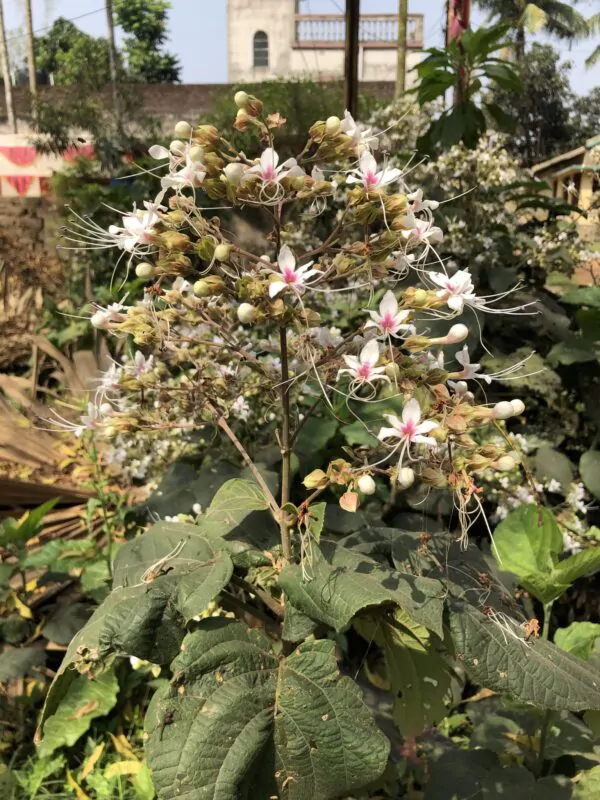 Clerodendrum infortunatum / Clerodendrum viscosum / Clerodendrum calycinum - Bhat, Hill Glory Bower - Image 5