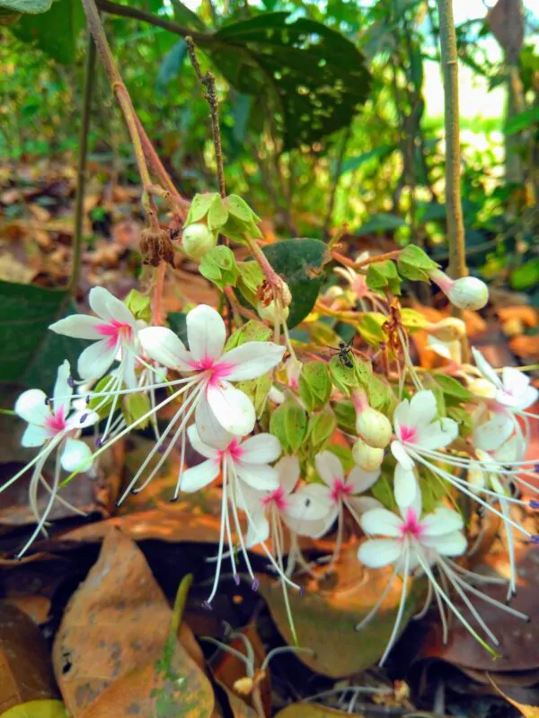 Clerodendrum infortunatum / Clerodendrum viscosum / Clerodendrum calycinum - Bhat, Hill Glory Bower - Image 6