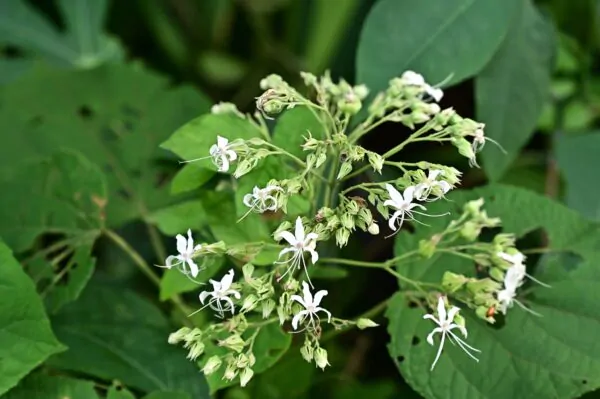 Clerodendrum infortunatum / Clerodendrum viscosum / Clerodendrum calycinum - Bhat, Hill Glory Bower - Image 7