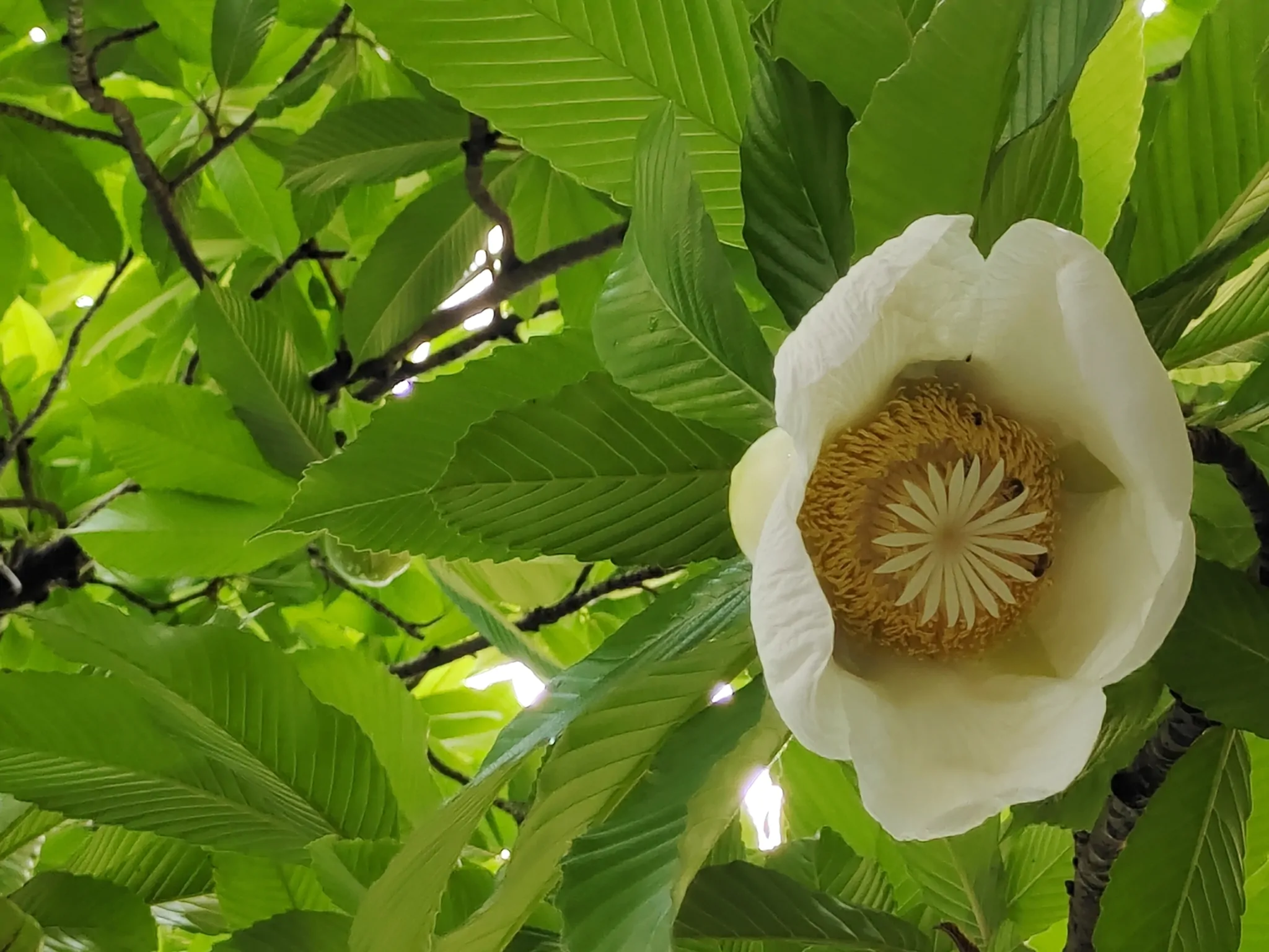 Dillenia indica - Elephant Apple, Chalta, Chulta, Dillenia, Fruta