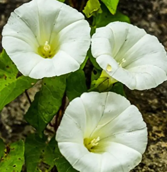 Ipomoea tricolor 'Pearly Gates' - Morning Glory, Mexican Morning Glory,  Pearly Gates, Morning Glory White Magic, Viola Rope, Ringer