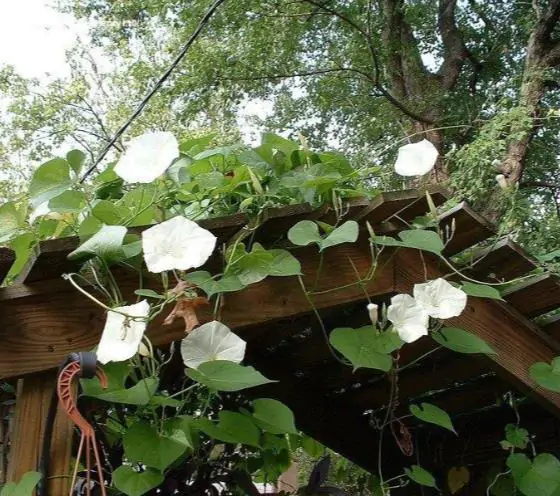 Ipomoea tricolor 'Pearly Gates' - Morning Glory, Mexican Morning Glory,  Pearly Gates, Morning Glory White Magic, Viola Rope, Ringer - Image 4