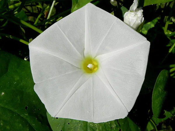 Ipomoea tricolor 'Pearly Gates' - Morning Glory, Mexican Morning Glory,  Pearly Gates, Morning Glory White Magic, Viola Rope, Ringer - Image 5