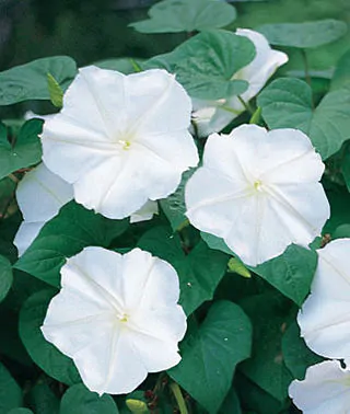 Ipomoea tricolor 'Pearly Gates' - Morning Glory, Mexican Morning Glory,  Pearly Gates, Morning Glory White Magic, Viola Rope, Ringer - Image 6