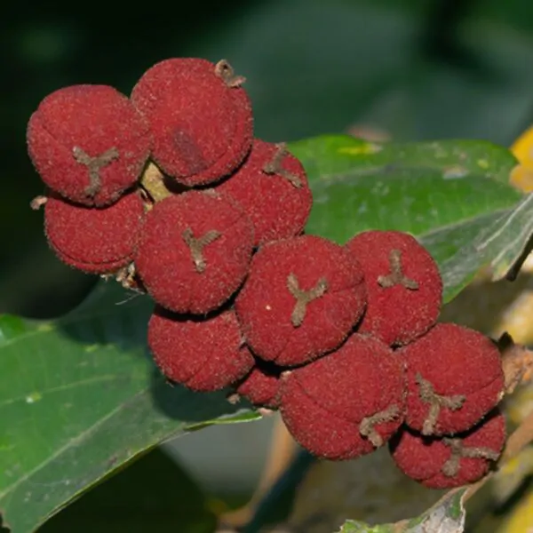 Mallotus philippensis / Croton philippense /Echinus philippensis / Rottlera tinctoria - Kamala Tree, Red Kamala, Kumkum Tree