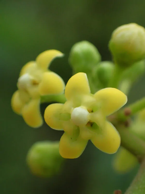 Gymnema sylvestre - Gurmar,  Kletterrebe,  Meshashringi, Gymnema, Australian Cowplant, Periploca of the Woods - Image 3