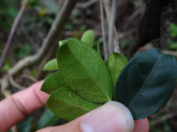 Gymnema sylvestre - Gurmar,  Kletterrebe,  Meshashringi, Gymnema, Australian Cowplant, Periploca of the Woods - Image 4