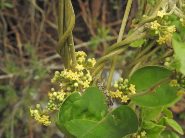 Gymnema sylvestre - Gurmar,  Kletterrebe,  Meshashringi, Gymnema, Australian Cowplant, Periploca of the Woods - Image 5