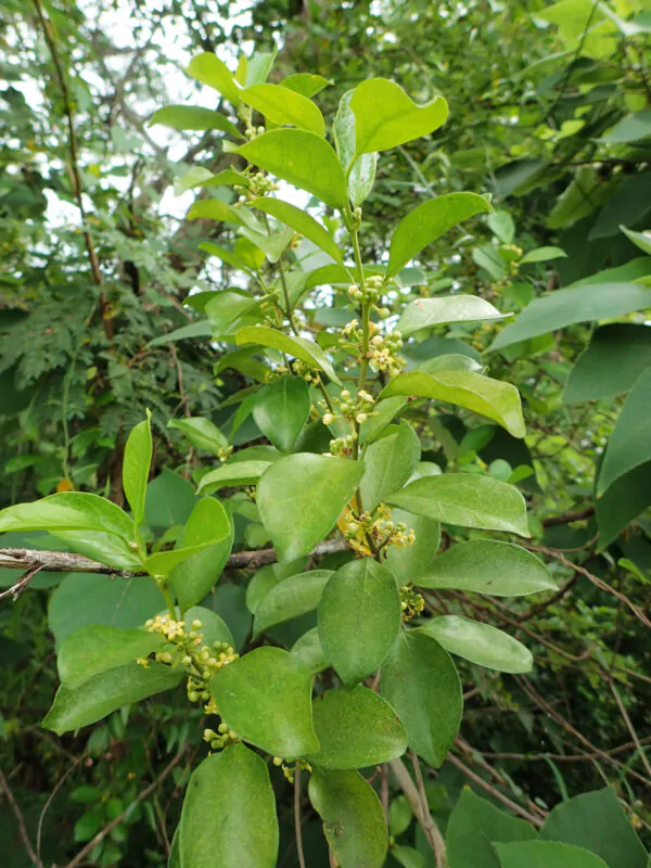 Gymnema sylvestre - Gurmar,  Kletterrebe,  Meshashringi, Gymnema, Australian Cowplant, Periploca of the Woods - Image 6