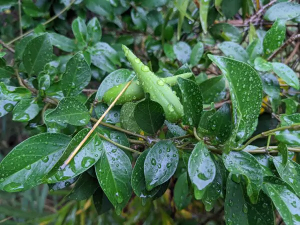 Gymnema sylvestre - Gurmar,  Kletterrebe,  Meshashringi, Gymnema, Australian Cowplant, Periploca of the Woods - Image 7