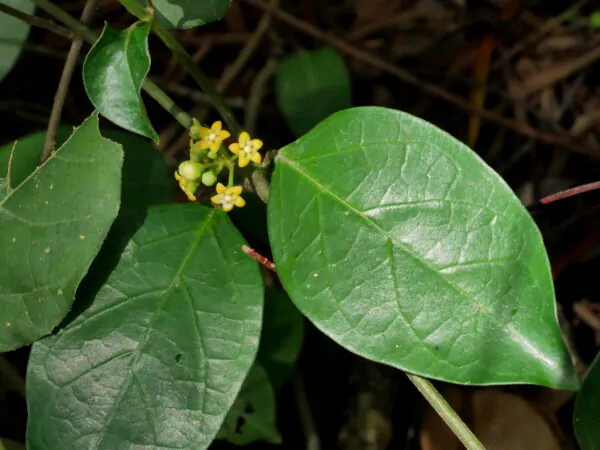 Gymnema sylvestre - Gurmar,  Kletterrebe,  Meshashringi, Gymnema, Australian Cowplant, Periploca of the Woods - Image 8