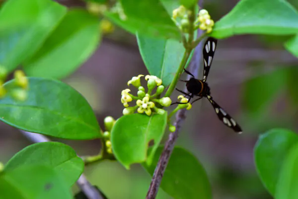 Gymnema sylvestre - Gurmar,  Kletterrebe,  Meshashringi, Gymnema, Australian Cowplant, Periploca of the Woods - Image 9